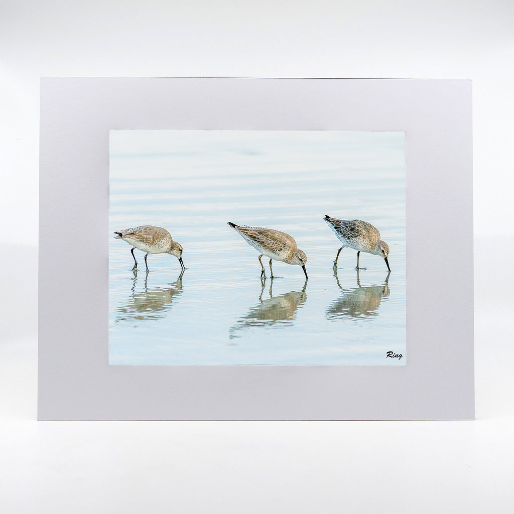 White Rump Sandpipers Gifts