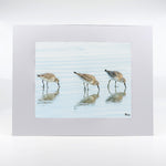 White Rump Sandpipers Gifts