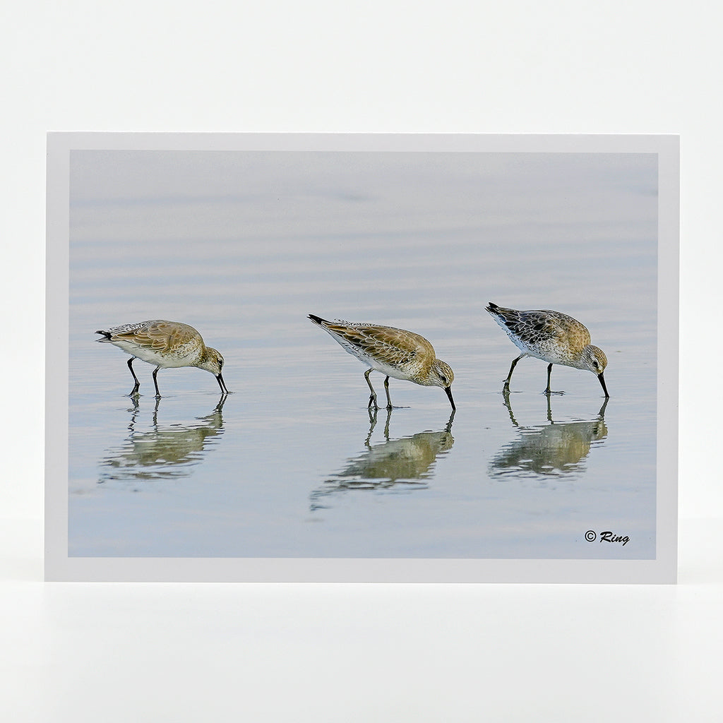 White Rump Sandpipers Gifts