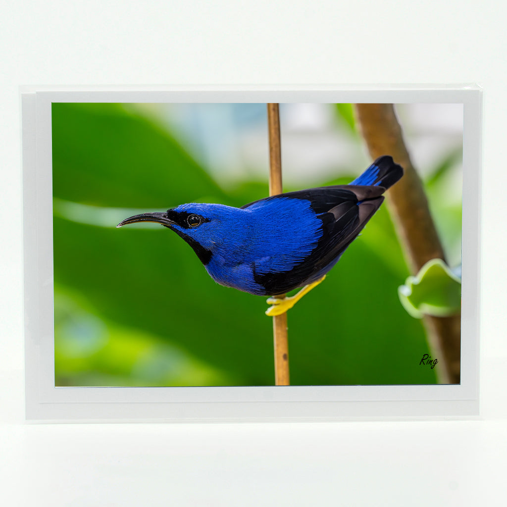 Yellow Legged Honeycreeper Bird photograph on a greeting card