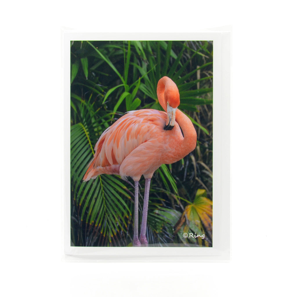 flamingo photograph on a greeting card