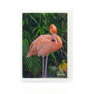 flamingo photograph on a greeting card