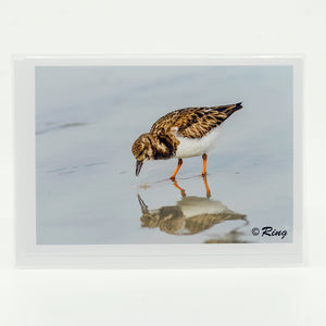 A ruddy turnstone on the beach  photograph on a glossy  greeting card 5"x7"