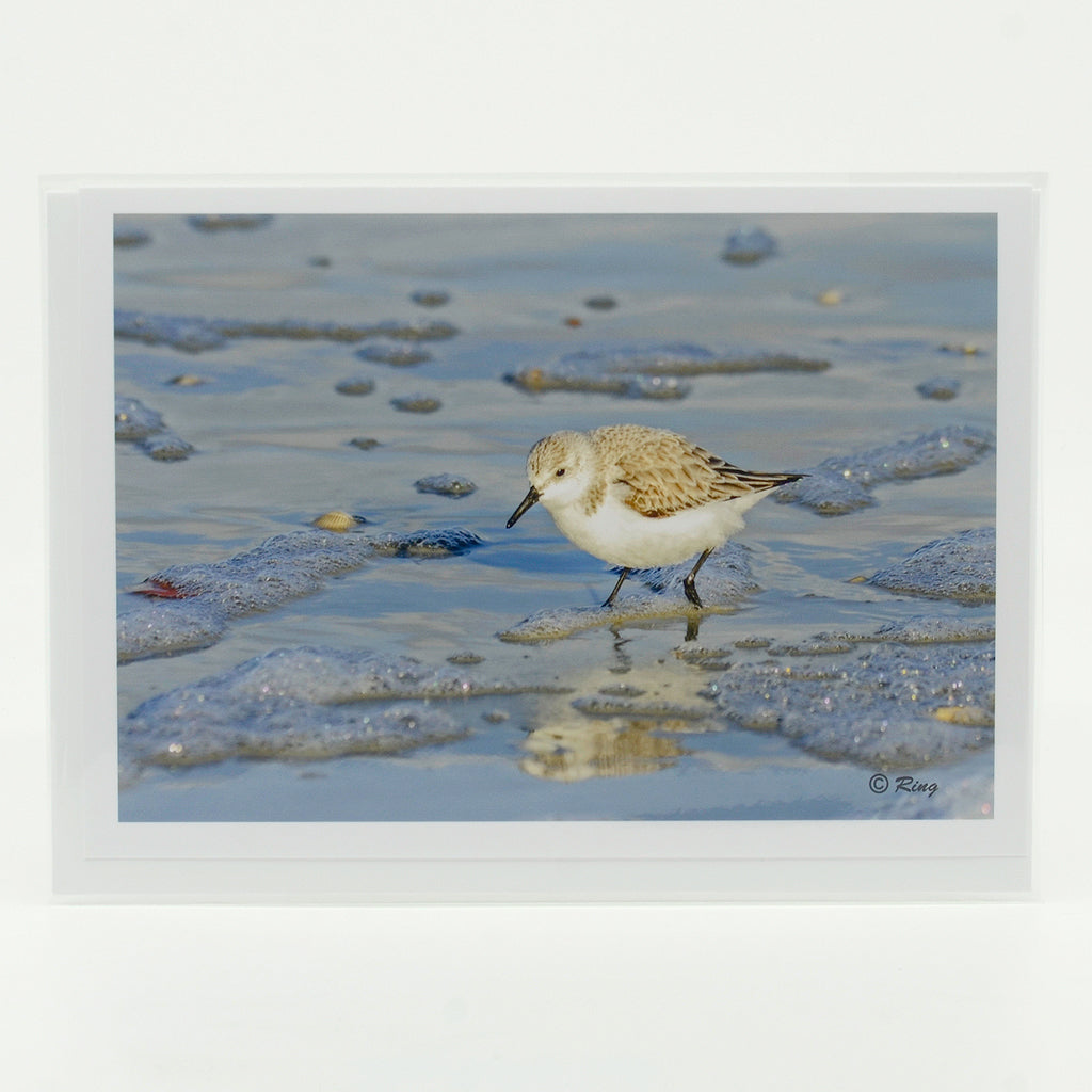 A sandpiper wading in the ocean waters  photograph on a glossy  greeting card 5"x7"