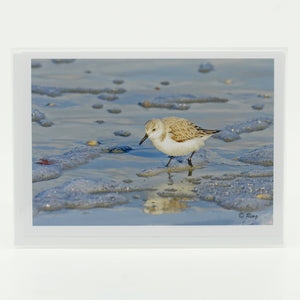 A sandpiper wading in the ocean waters  photograph on a glossy  greeting card 5"x7"