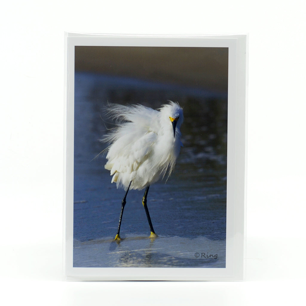 White Snowy Egret in the water by the beach glossy photographic notecard