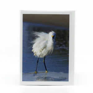 White Snowy Egret in the water by the beach glossy photographic notecard