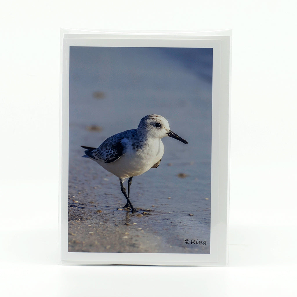 Sanderling on the beach glossy photographic notecard