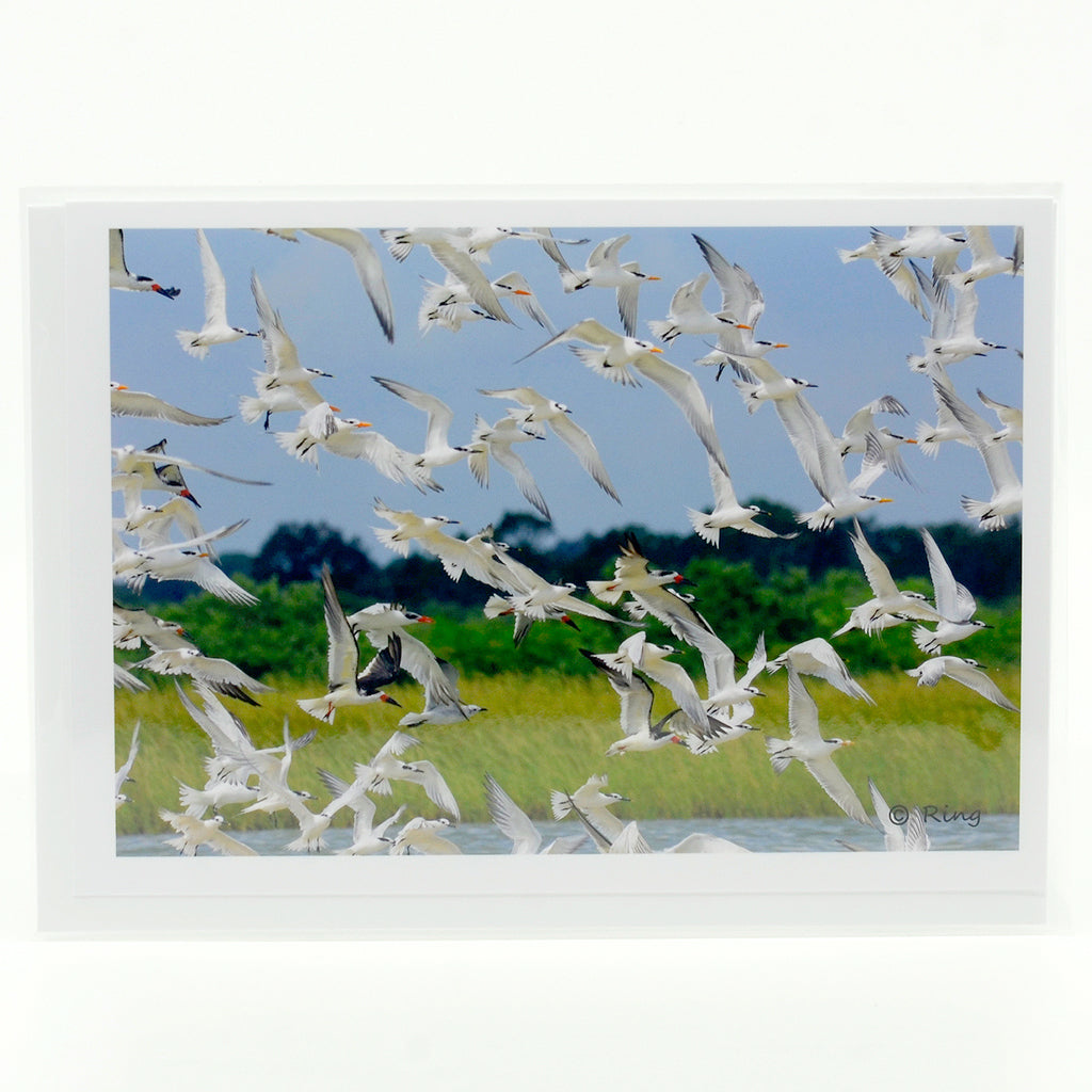 A bunch of birds all taking off in flight at the same time  photograph on a glossy  greeting card 5"x7"