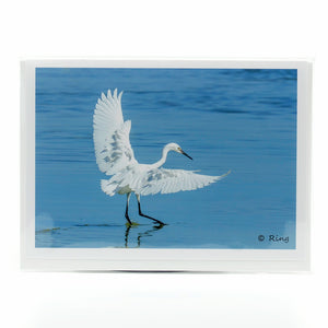 Reddish Egret feeding in the water glossy photographic notecard