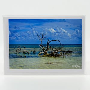 Anne's Beach with piece of driftwood photograph on a glossy notecard 5" x 7"