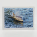 A dolphin swimming in the water photograph on a glossy  greeting card 5"x7"