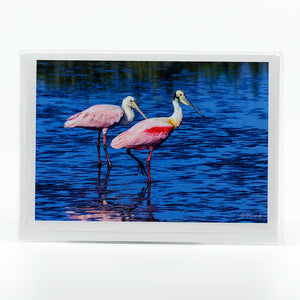 2 Roseate Spoonbill in the water feeding glossy photographic notecard