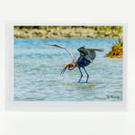 A reddish egret feeding  photograph on a glossy  greeting card 5"x7"