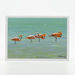 A flock of 4 flamingos  photograph on a glossy  greeting card 5"x7"