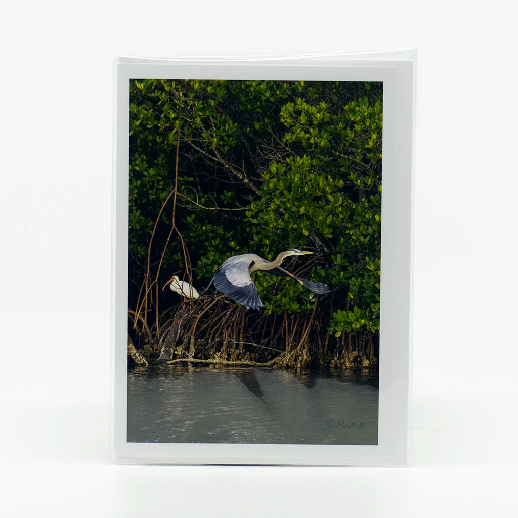 Blue Heron flying glossy photographic notecard