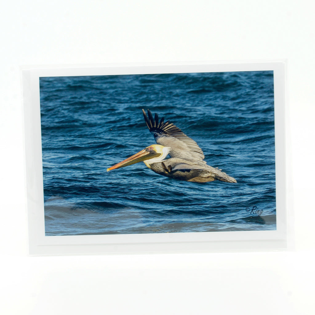 A flying pelican over the ocean  photograph on a glossy  greeting card 5"x7"
