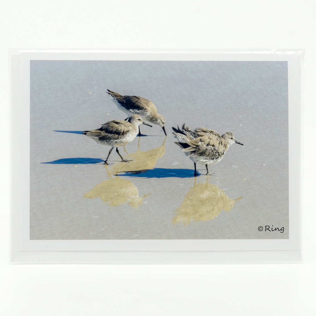 3 shorebirds on the beach  photograph on a glossy  greeting card 5"x7"