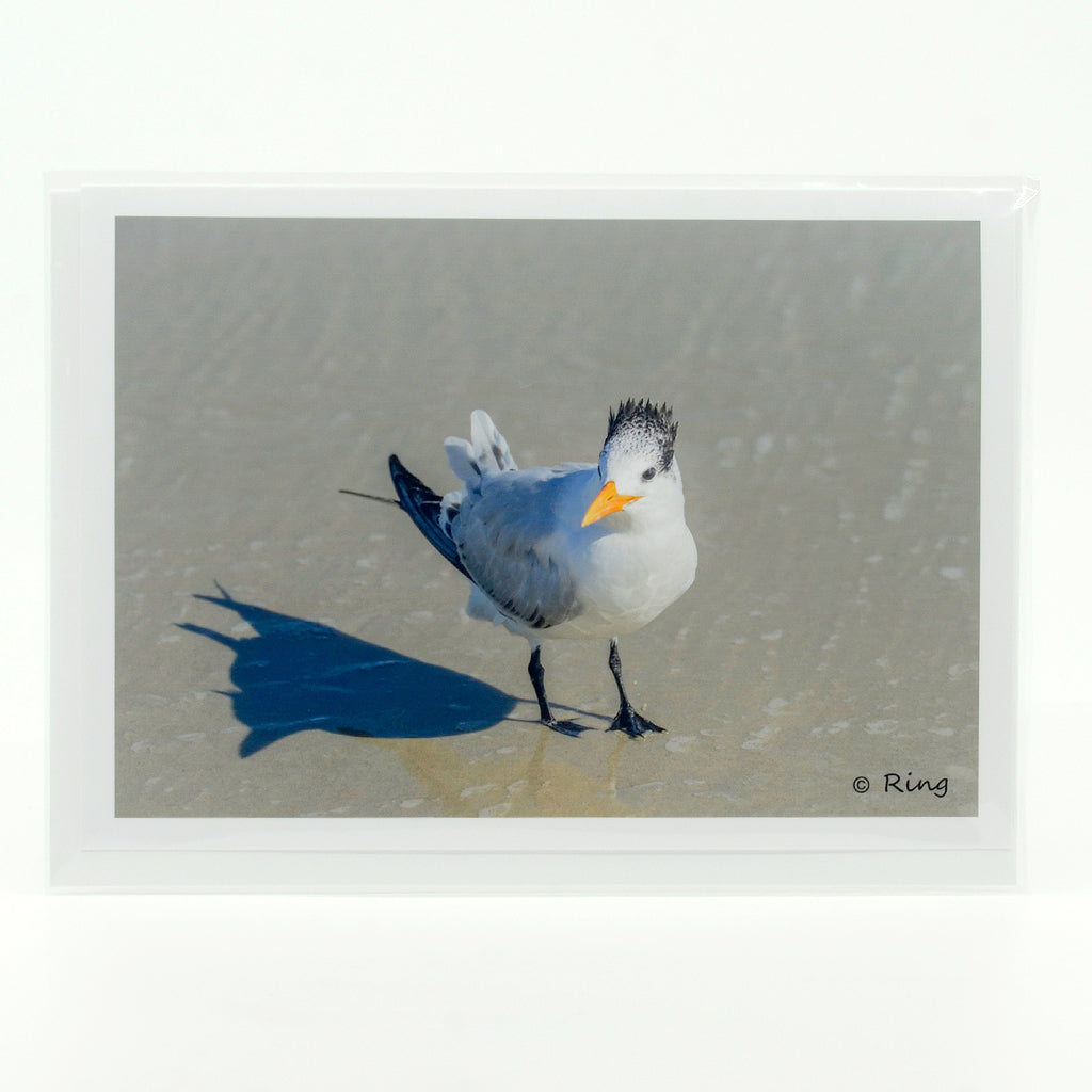 A royal turn on the beach  photograph on a glossy  greeting card 5"x7"