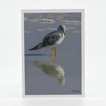 A seagull on the beach  photograph on a glossy  greeting card 5"x7"