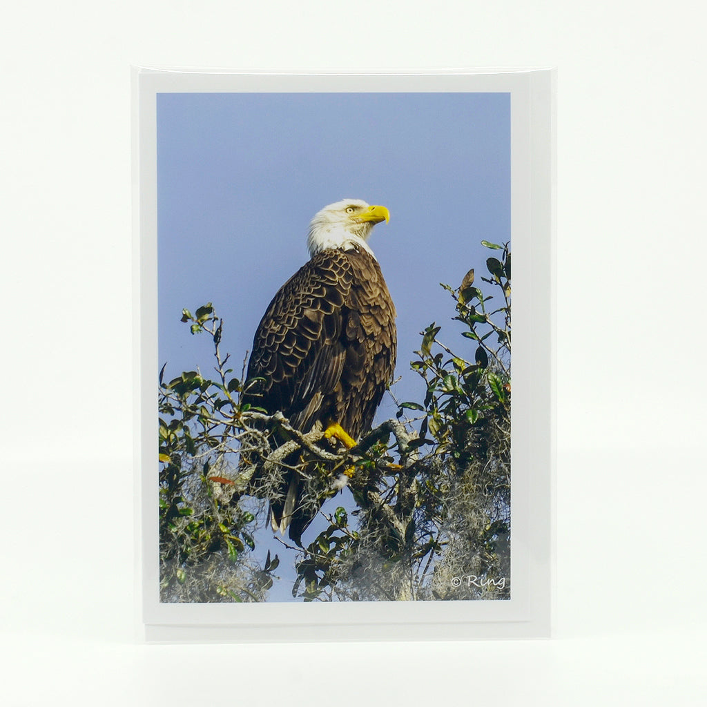 Bald Eagle  photograph on a glossy  greeting card 5"x7"