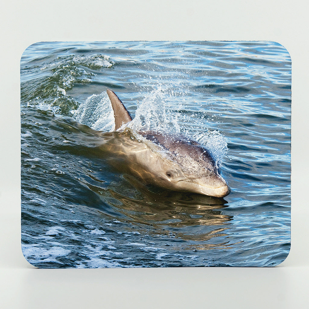A dolphin photograph on a rectangle rubber mouse pad