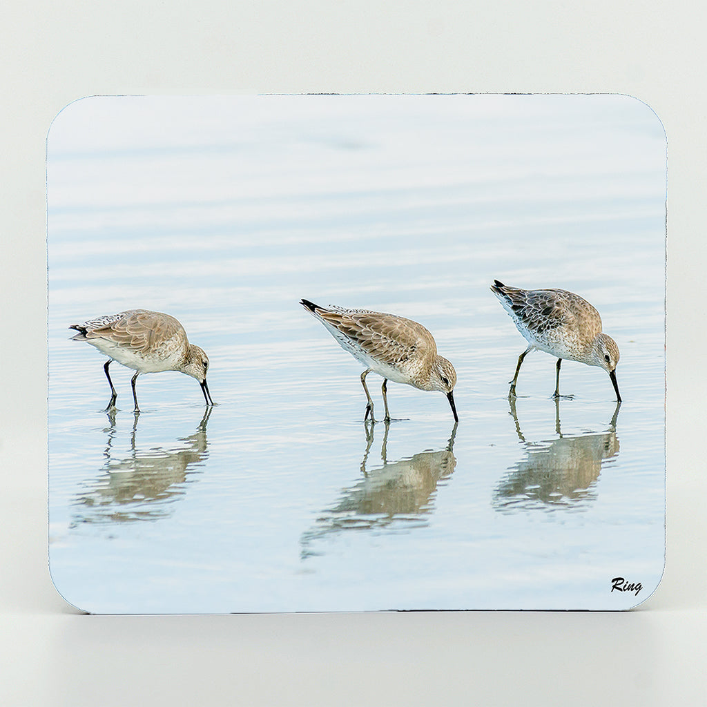 three white rump sandpipers photograph on a rectangle rubber  mouse pad