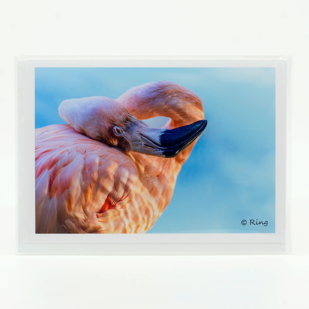 A flamingo sleeping  photograph on a glossy  greeting card 5"x7"