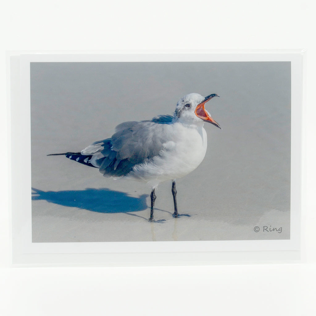 Laughing Gull  photograph on a glossy  greeting card 5"x7"