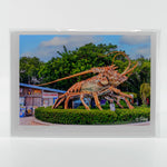 A lobster in the Florida Keys 5"x7" glossy greeting card