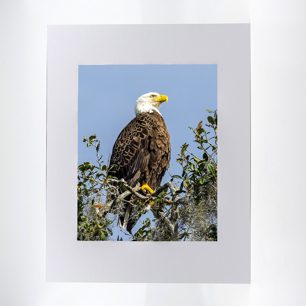 Bald Eagle fine art photograph 11"x14"