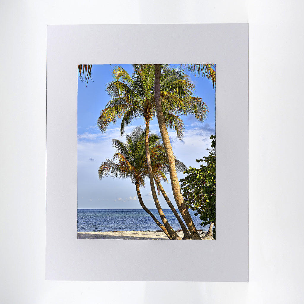 Coconut Palms fine art photograph 11"x14"