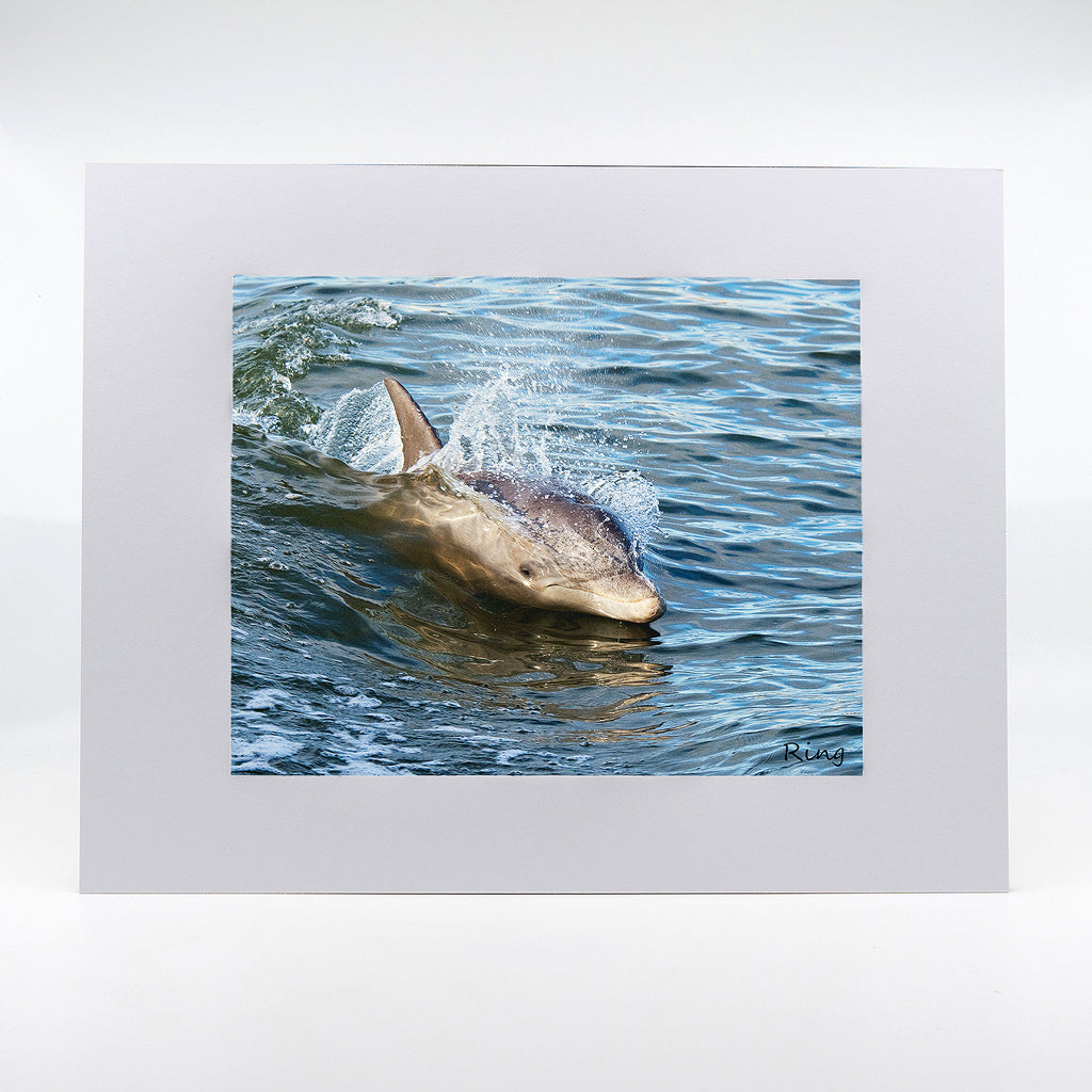 A dolphin swimming fine art photograph 11"x14"