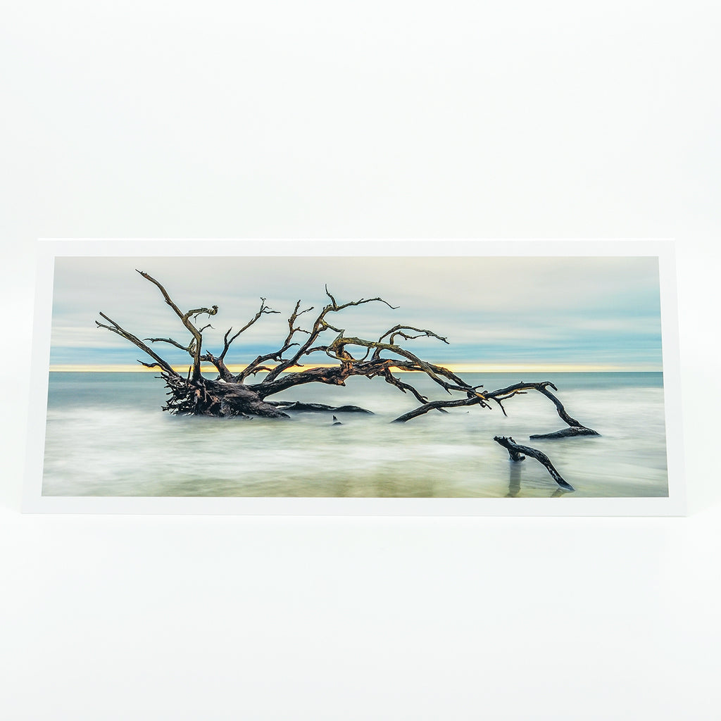 Driftwood Beach 3" notecard.  A panoramic view of a Live Oak Tree driftwood on Jekyll Island, GA.    This artwork is printed on an amazing quality notecard.