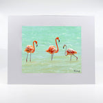 three flamingos fine art photograph 11"x14"