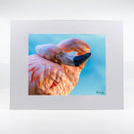 A flamingo fine art photograph 11"x14"