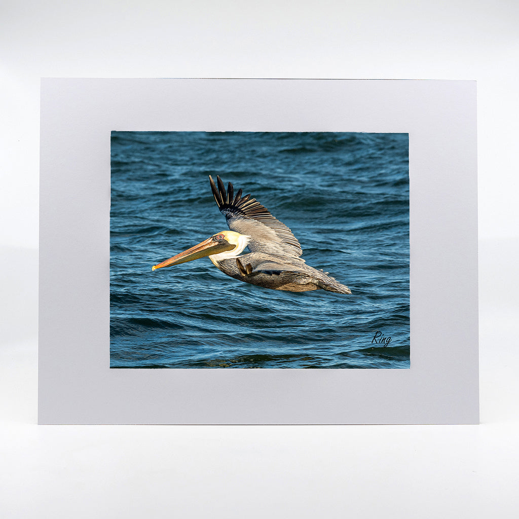 A flying pelican fine art photograph 11"x14"