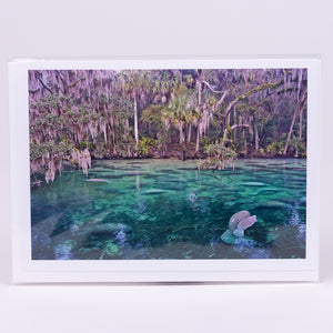 Lots of Manatees at Blue Springs State Park Photographic Notecard