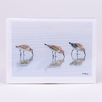 White Rumped Sandpipers Photographic Notecard