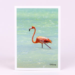 Pink Flamingo Photographic Notecard (Blank Inside)