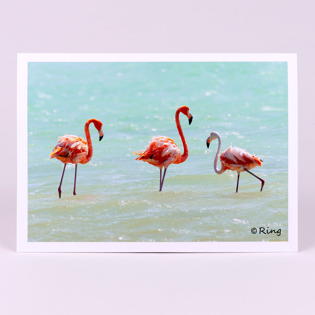 Photographic Flamingo Notecard (blank inside)