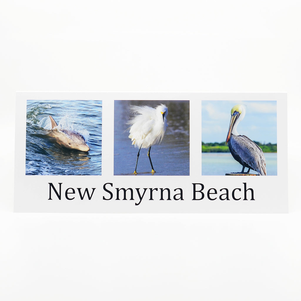 A photograph of a dolphin, snowy egret and pelican in New Smyrna beach on glossy pano notecard