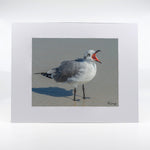 A seagull fine art photograph 11"x14"