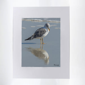 A seagull fine art photograph 11"x14"
