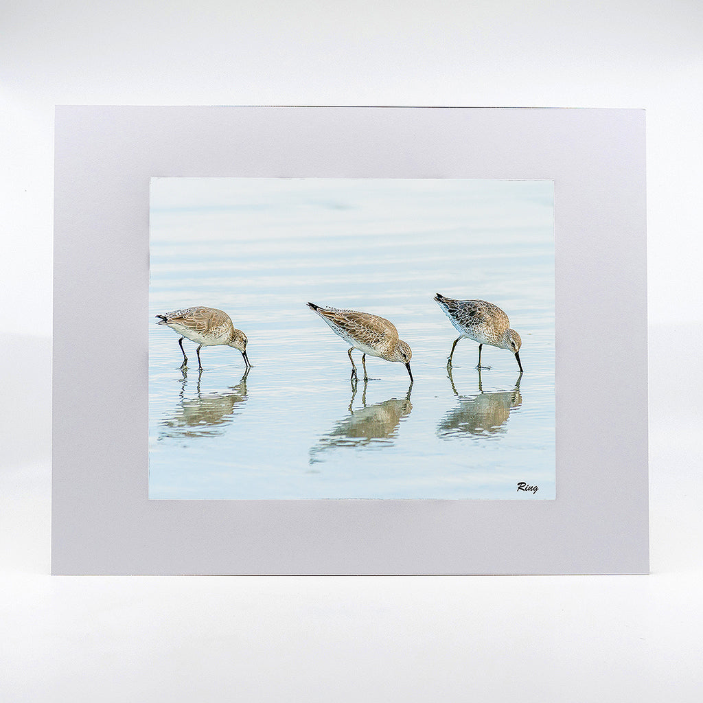 White Rump Sandpipers fine art photograph 11"x14"