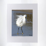 A snowy egret fine art photograph 11"x14"